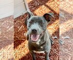 Small #2 Staffordshire Bull Terrier Mix