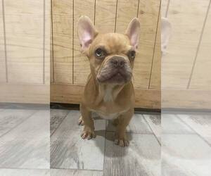 French Bulldog Puppy for Sale in GREENVILLE, Texas USA