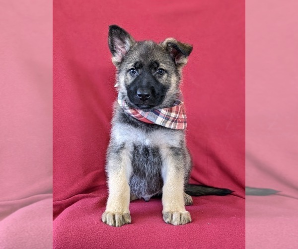 Medium Photo #3 German Shepherd Dog Puppy For Sale in NEW PROVIDENCE, PA, USA