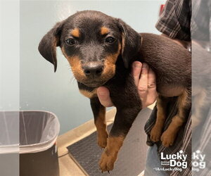 Beagle-Unknown Mix Dogs for adoption in Washington, DC, USA