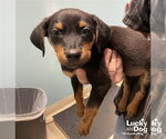 Ms. Costella - Female Beagle-Unknown Mix Dog for Adoption - Small photo