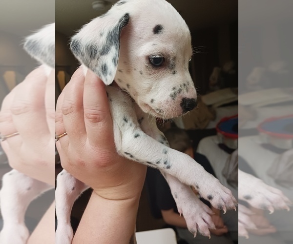 Medium Photo #3 Dalmatian Puppy For Sale in ROMEOVILLE, IL, USA