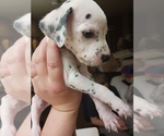 Small Photo #3 Dalmatian Puppy For Sale in ROMEOVILLE, IL, USA