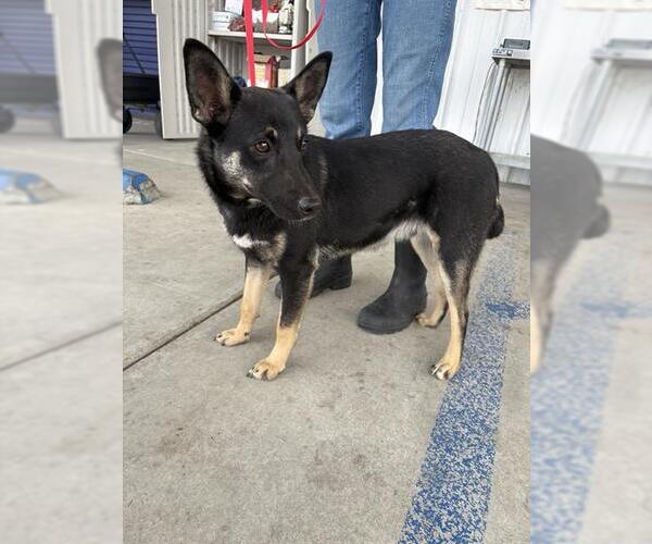 Medium Photo #1 German Shepherd Dog-Unknown Mix Puppy For Sale in Bakersfield, CA, USA