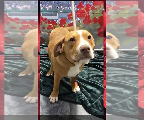 Medium Photo #4 Beabull Puppy For Sale in Aurora, IN, USA