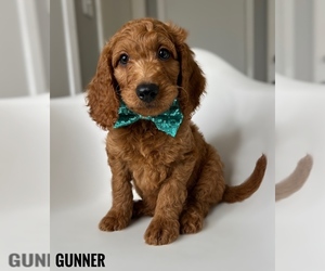 Goldendoodle Puppy for sale in ORANGE PARK, FL, USA