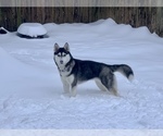 Small Photo #1 Siberian Husky Puppy For Sale in VANCOUVER, WA, USA