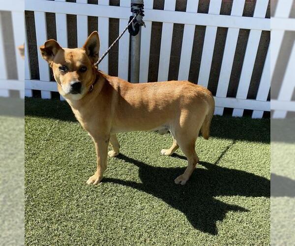 Medium Photo #1 German Shepherd Dog-Unknown Mix Puppy For Sale in Modesto, CA, USA