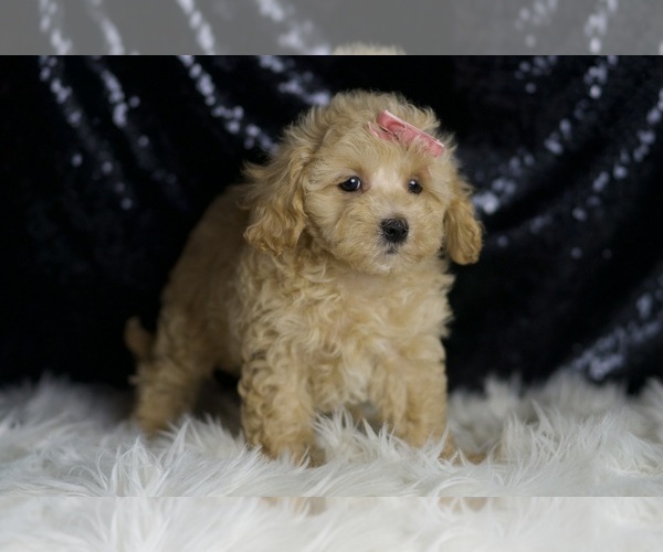 Medium Photo #4 Maltipoo Puppy For Sale in WARSAW, IN, USA