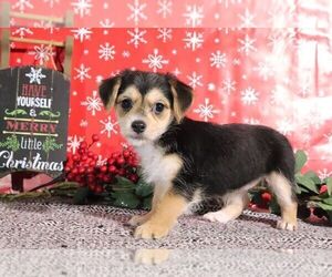 Morkie Puppy for sale in CANTON, OH, USA