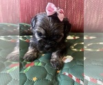 Puppy Pink bow Yorkshire Terrier