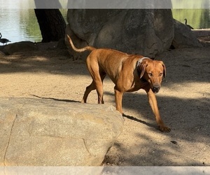 Mother of the Labrador Retriever-Rhodesian Ridgeback Mix puppies born on 01/13/2026