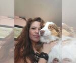 Small Photo #1 Miniature Australian Shepherd Puppy For Sale in WILLIAMSBURG, CO, USA