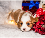 Small Photo #21 Cavalier King Charles Spaniel Puppy For Sale in WAKARUSA, IN, USA