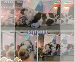 Puppy Kringle Great Dane