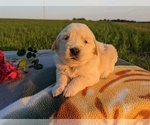 Small Photo #3 Golden Retriever Puppy For Sale in WOOSTER, OH, USA