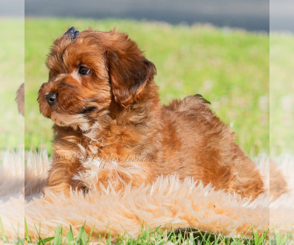 Medium Photo #4 Yorkipoo Puppy For Sale in WARSAW, IN, USA