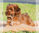 Small #3 Yorkipoo