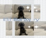Puppy Puppy 1 Cane Corso