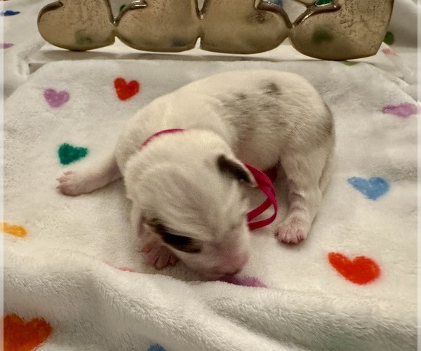 Medium Photo #8 Border Collie Puppy For Sale in MARYVILLE, TN, USA