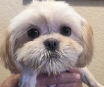 Small Photo #1 Shih Tzu Puppy For Sale in SPG VALLEY LK, CA, USA