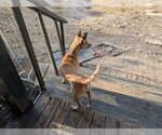 Small #2 Chihuahua