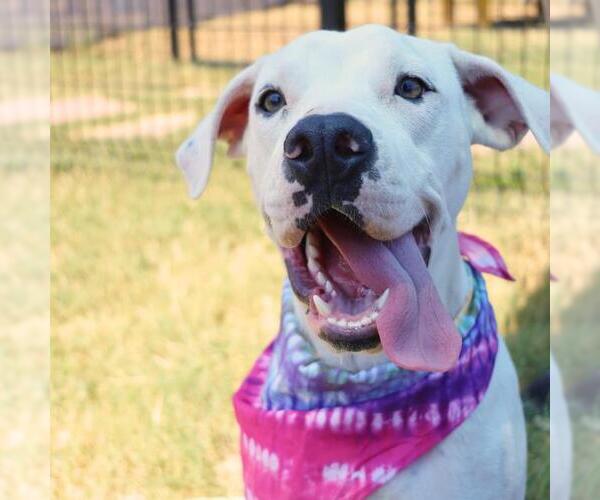 Medium Photo #1 American Staffordshire Terrier Puppy For Sale in San Antonio, TX, USA