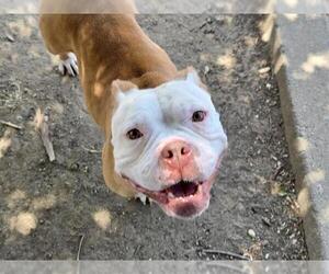 Mutt Dogs for adoption in Martinez, CA, USA