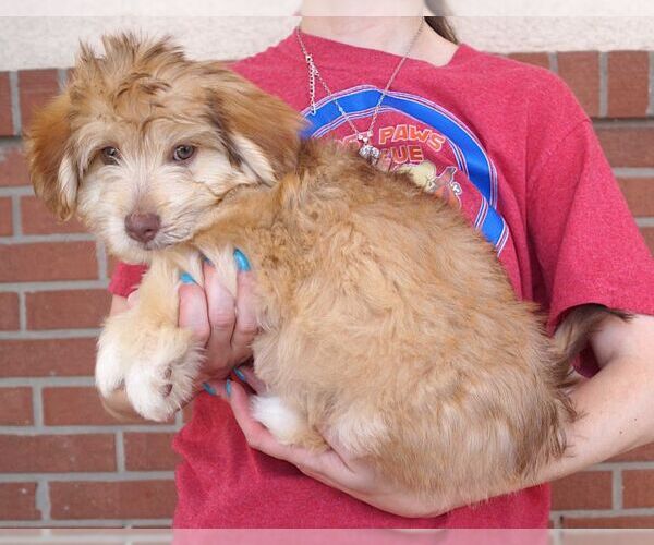 Medium Photo #2 Malteagle Puppy For Sale in Carrollton, TX, USA