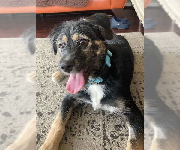 Medium Photo #1 Australian Shepherd-Unknown Mix Puppy For Sale in Columbus, IN, USA