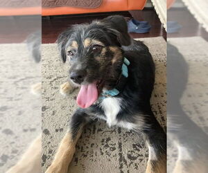 Australian Shepherd-Unknown Mix Dogs for adoption in Columbus, IN, USA