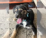 Small Australian Shepherd Mix