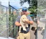 Small #7 Labradoodle mix (+ Poodle Standard)