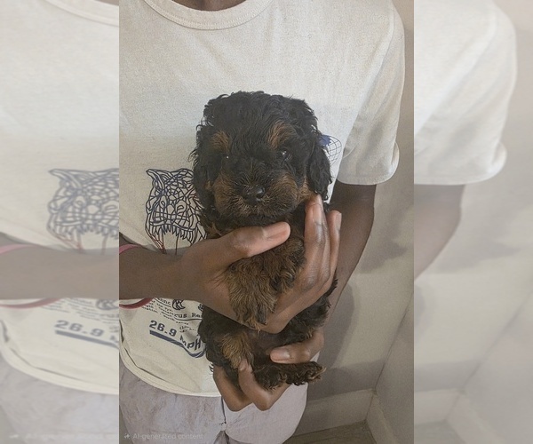 Medium Photo #5 Poodle (Toy) Puppy For Sale in CORAL SPRINGS, FL, USA