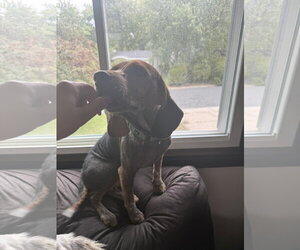 Jackpot - Male Beagle-Unknown Mix Dog for Adoption - Photo #4