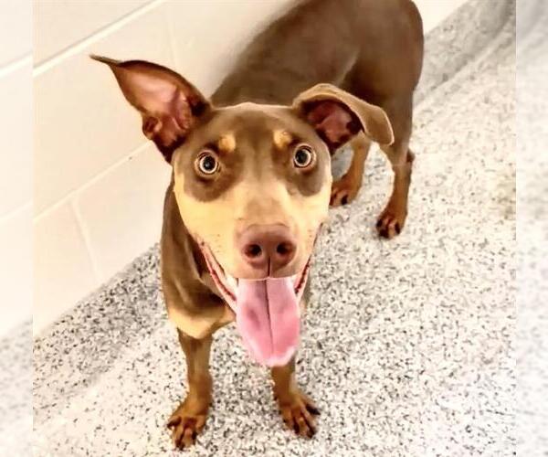 Medium Photo #1 Doberman Pinscher Puppy For Sale in Houston, TX, USA