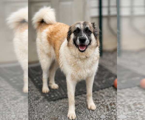 Medium Photo #2 Great Pyrenees-Unknown Mix Puppy For Sale in Thomasville, NC, USA