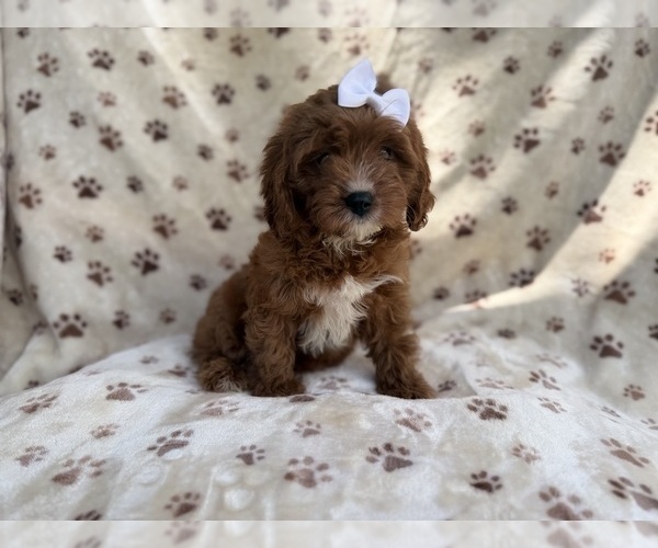 Medium Photo #3 Cavapoo (Miniature) Puppy For Sale in LAKELAND, FL, USA