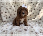 Small #2 Cavapoo (Miniature)