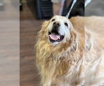 Small #5 Golden Retriever