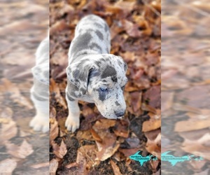 Catahoula Leopard Dog Puppy for sale in MORAN, MI, USA