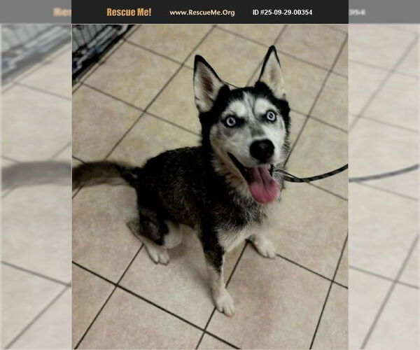 Medium Photo #3 - Mix Puppy For Sale in Benton, PA, USA