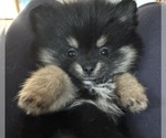 Image preview for Ad Listing. Nickname: Whitney