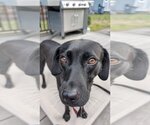 Small Photo #3 Labrador Retriever-Unknown Mix Puppy For Sale in Boston, MA, USA