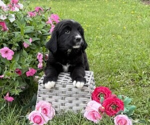 Bernese Mountain Dog Puppy for sale in THORP, WI, USA