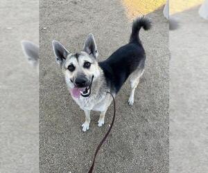 German Shepherd Dog-Unknown Mix Dogs for adoption in Chula Vista, CA, USA