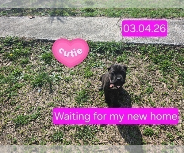 Medium Photo #21 Cane Corso Puppy For Sale in COLUMBIA, SC, USA