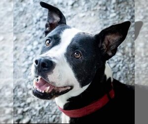 Lady P - Female Labrador Retriever-Unknown Mix Dog for Adoption - Photo #4