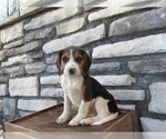 Small Photo #21 Beagle Puppy For Sale in SUGARCREEK, OH, USA