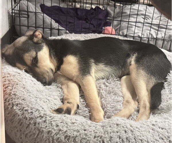 Medium Photo #5 Mutt Puppy For Sale in Brooklyn Center, MN, USA